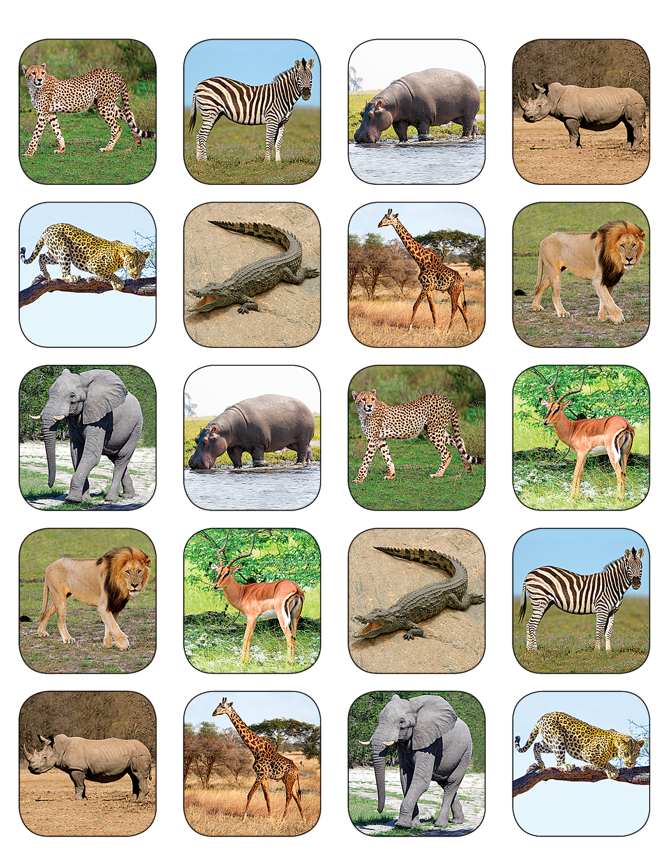 Safari Animals Stickers
