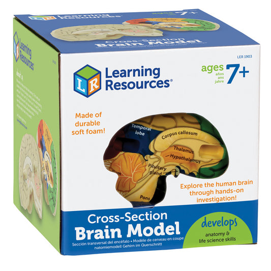 HUMAN BRAIN CROSSSECTION MODEL