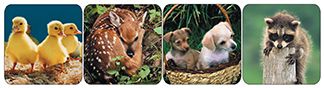 Baby Animals (real photos) Stickers